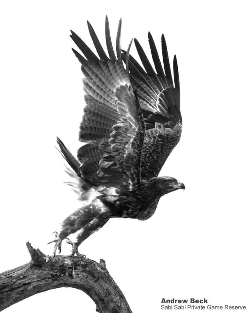 29Andrew Beck Tawny Eagle Final