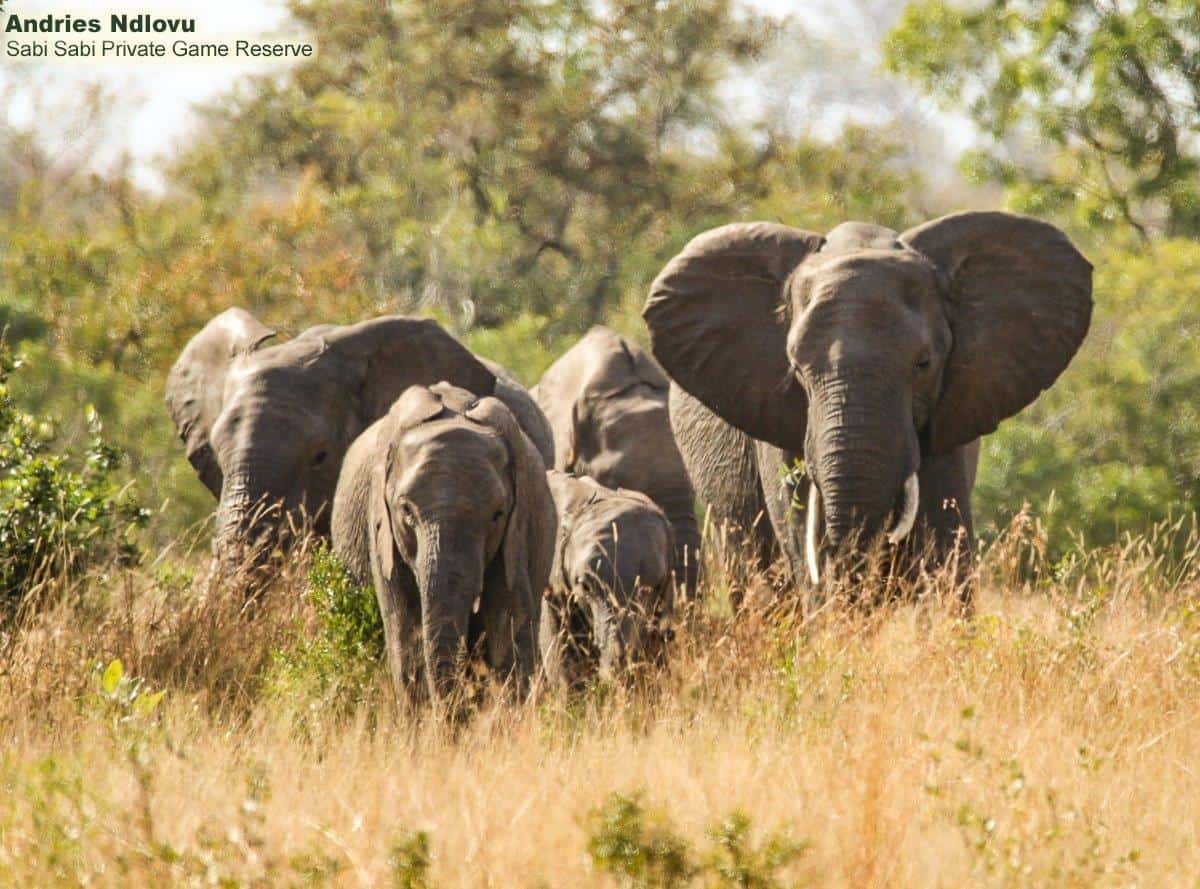 32andries Elephants 29.06.20 1 FINAL