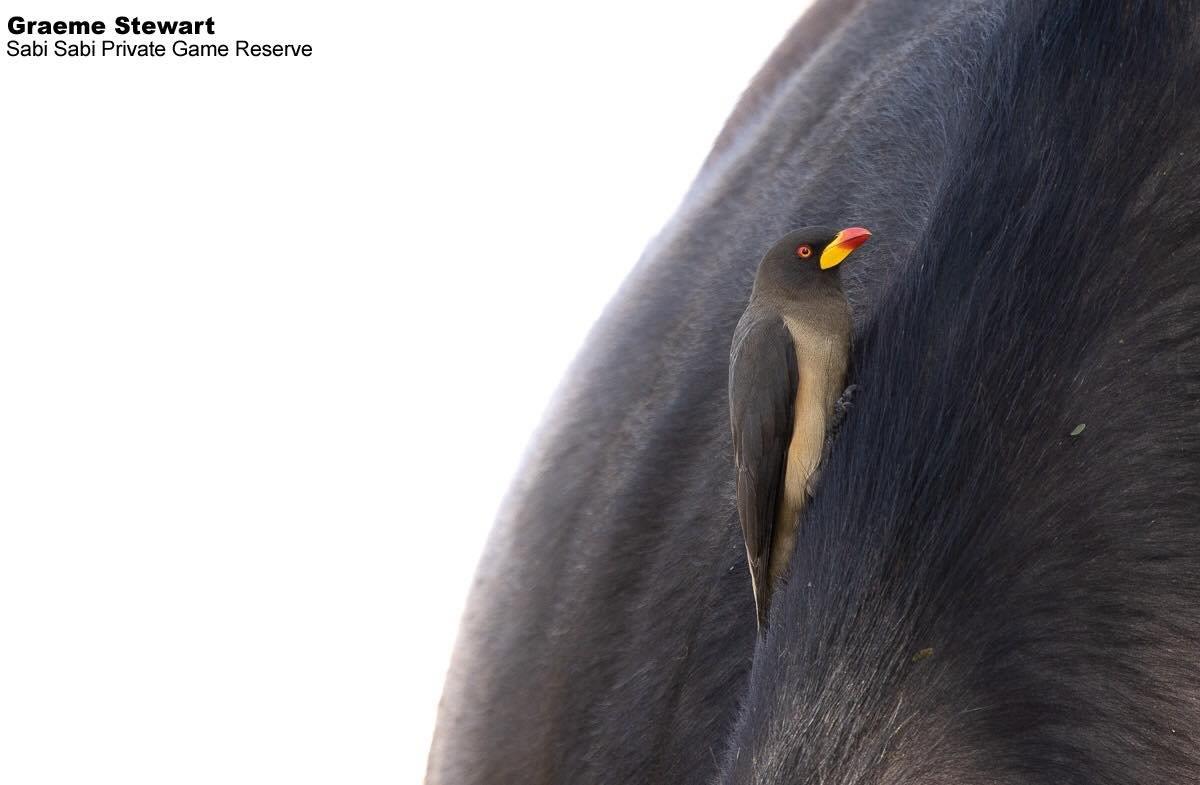 34Graeme Stewart YB Oxpecker 30062020 Final