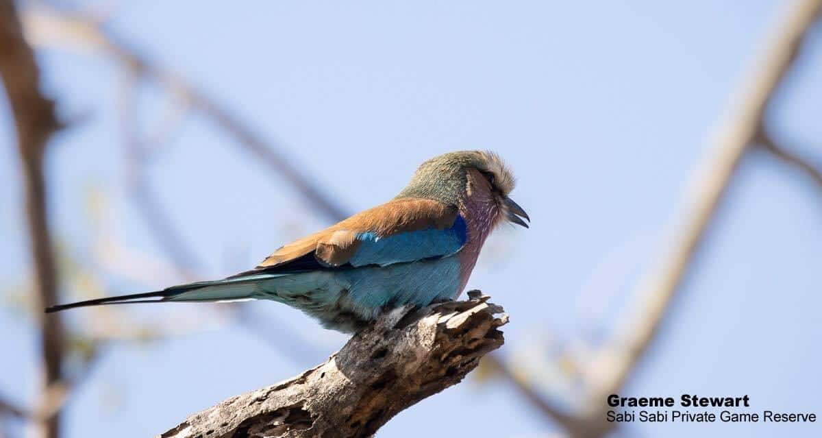 35Graeme Stewart LBR 30062020 Final