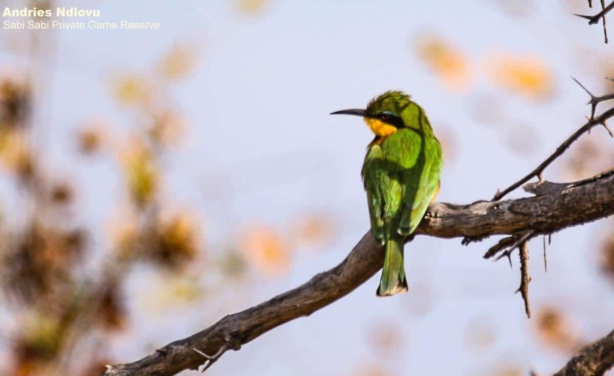 36Andries Little Bee Eater 30062020 Final