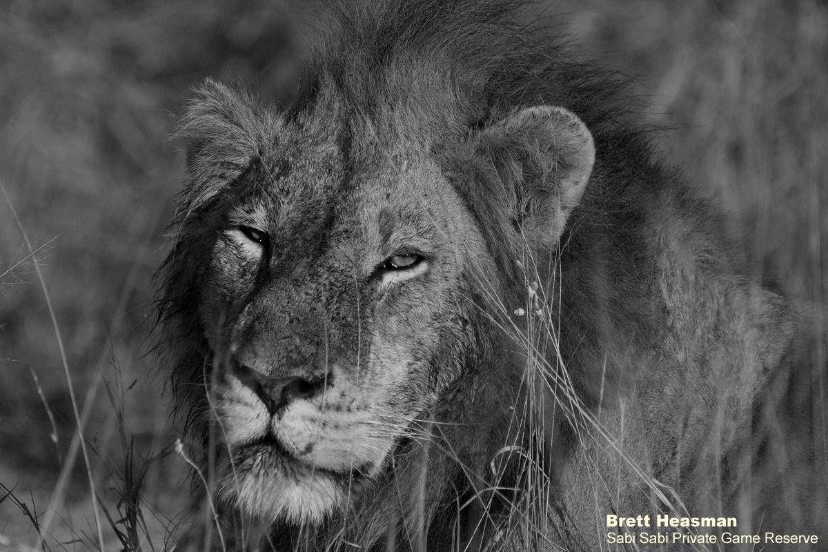 37Brett Heasman Nwas 24062020 42 Final