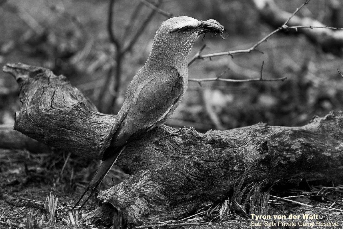 38Tyron Van Der Walt Lilac Breasted Roller Monochrome Final 38Tyron Van Der Walt Lilac Breasted Roller Monochrome Final