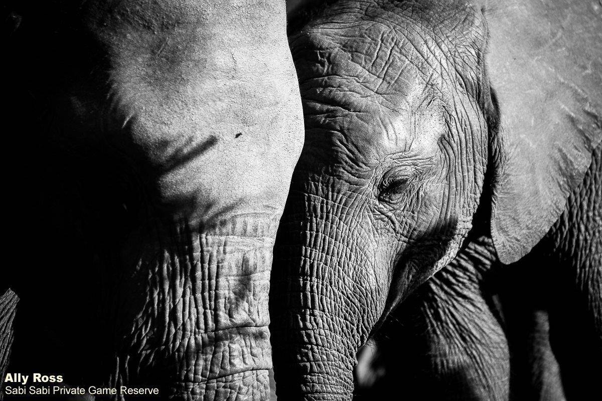 39Ally Ross 20200620 Elephant Monochrome 02 Final