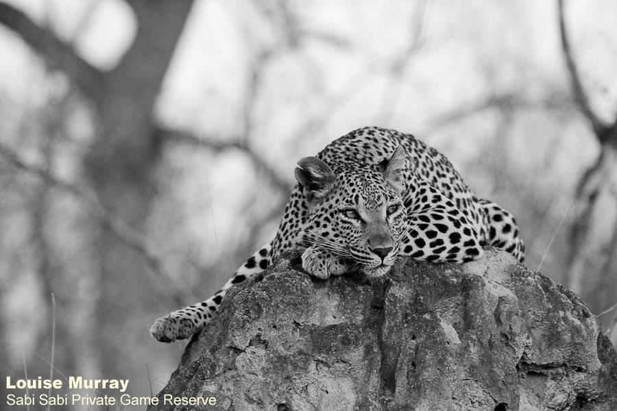 41Louise Murray Ntsumi 22042020 15 Bw Final