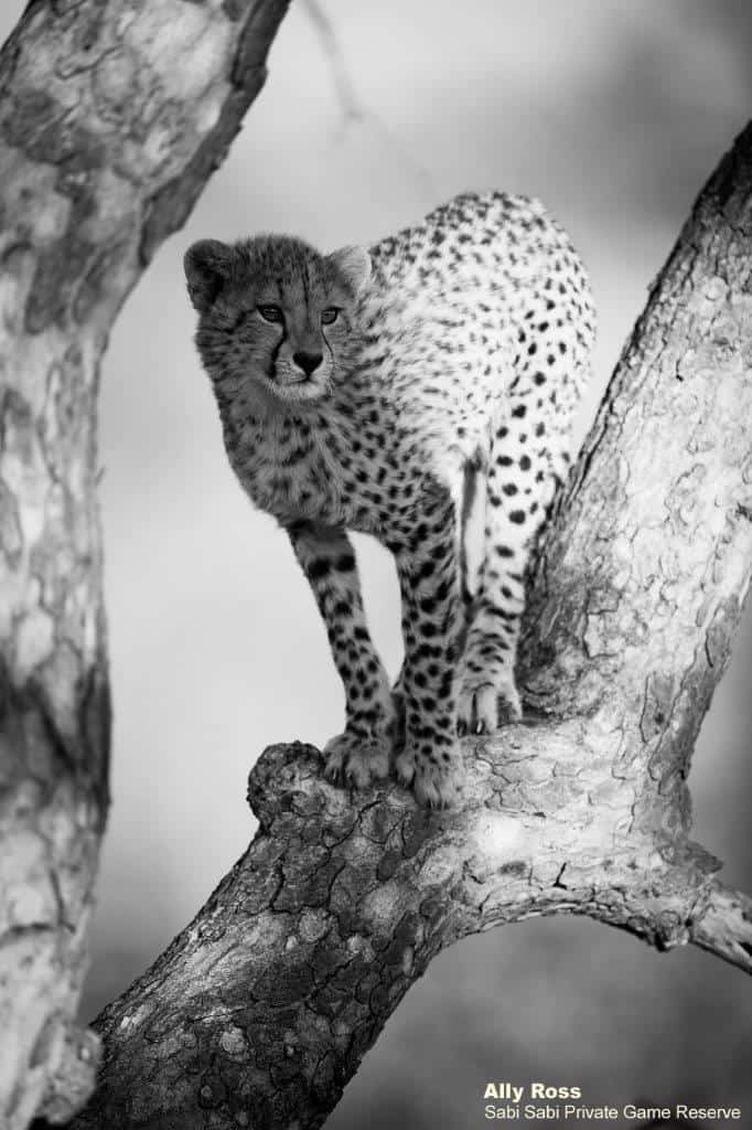 49Ally Ross 20200715 Cheetah 07 Monochrome Monday HR Portrait Final 49Ally Ross 20200715 Cheetah 07 Monochrome Monday HR Portrait Final
