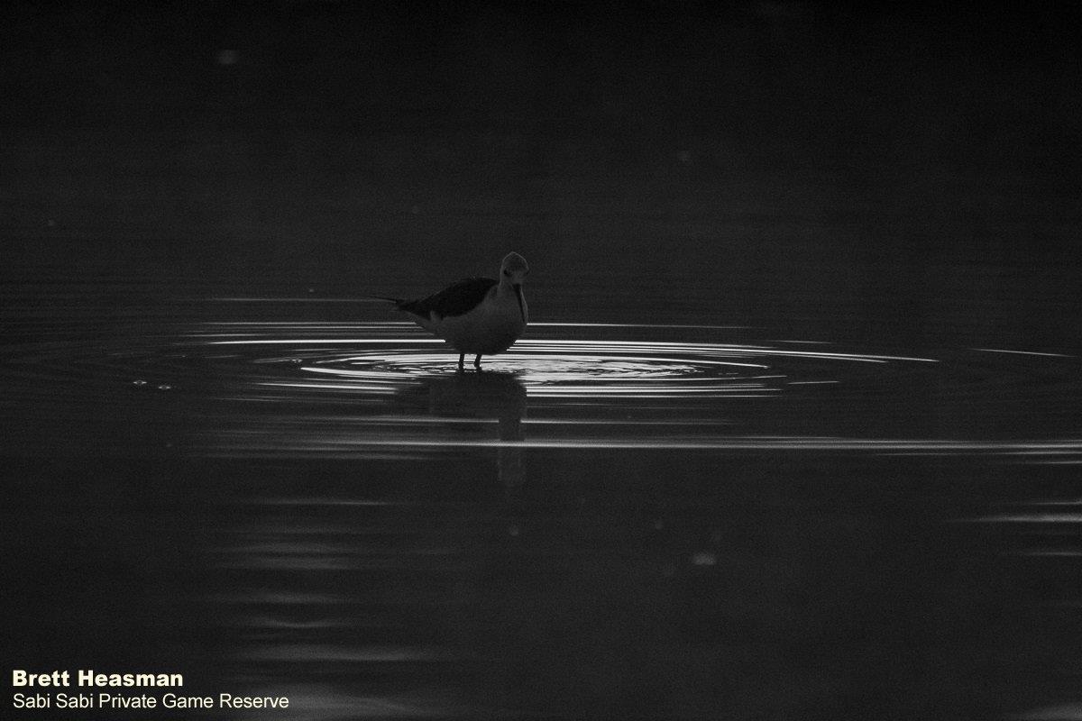 50Brett Heasman Black Winged Stilt 01072020 BW Final