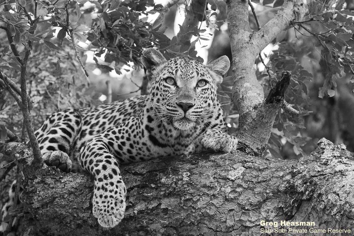 51Greg Heasman Ntsumi 16052020 13 Final