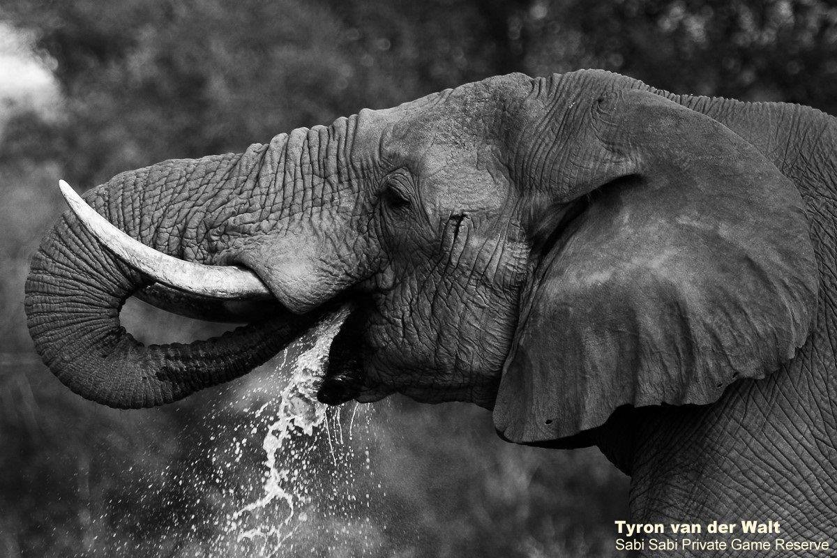 53Tyron Van Der Walt Elephant Monochrome Final 53Tyron Van Der Walt Elephant Monochrome Final
