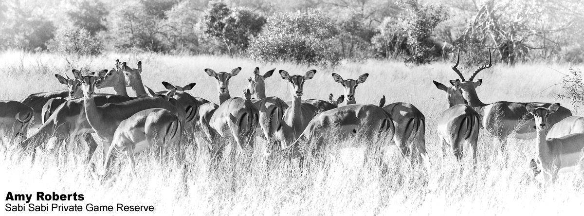 57Amy Roberts Impala Herd Monochrome 260620 Final 57Amy Roberts Impala Herd Monochrome 260620 Final