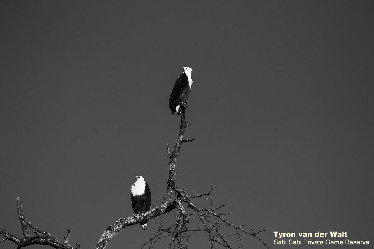 57Tyron Van Der Walt African Fish Eagles Monochrome Final 57Tyron Van Der Walt African Fish Eagles Monochrome Final