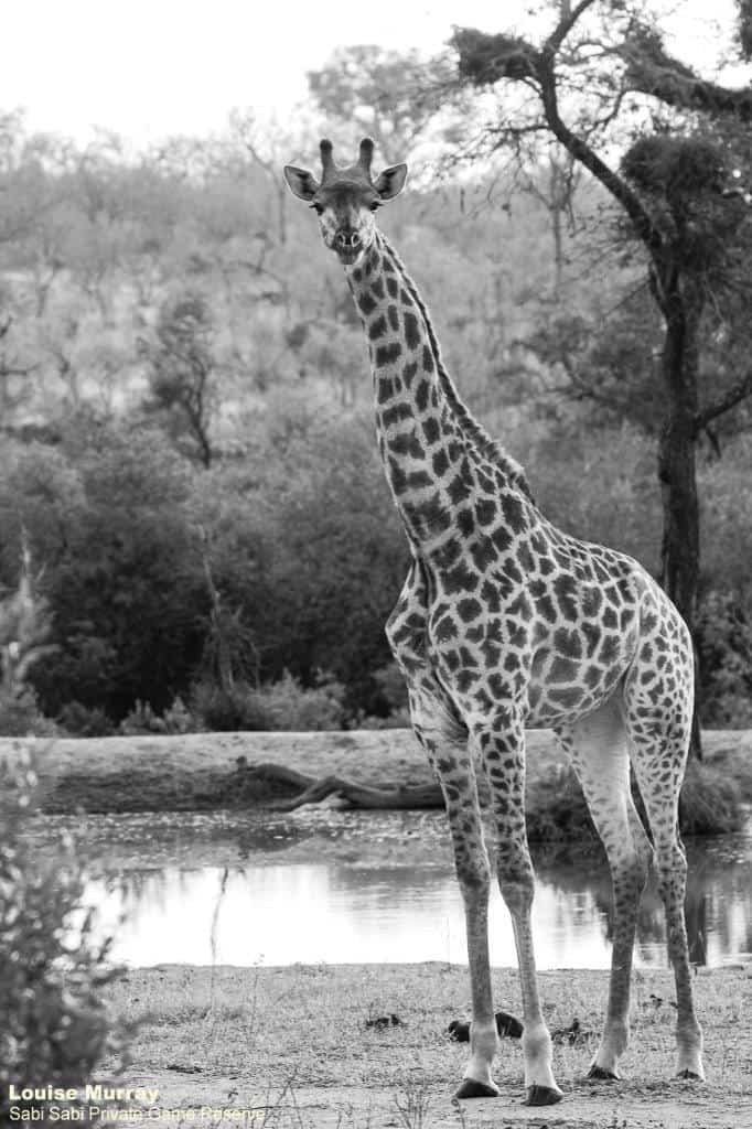60Louise Murray Giraffe 29062020 BW Final 60Louise Murray Giraffe 29062020 BW Final