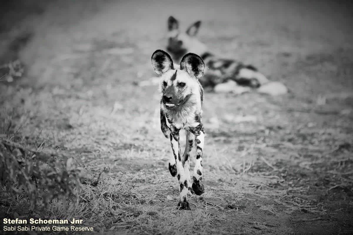 60Stefan Schoeman Jnr Wild Dogs Bw Final 60Stefan Schoeman Jnr Wild Dogs Bw Final