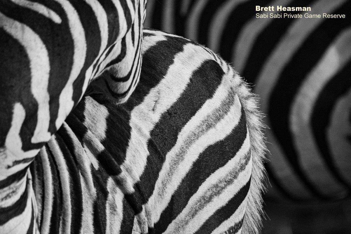 61Brett Heasman Zebra 01072020 BW Final