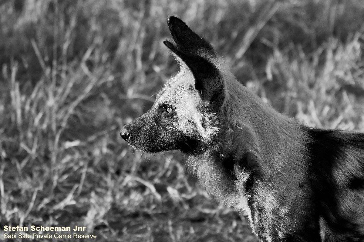66Stefan Schoeman Jnr Wild Dogs Bw 1 Final 66Stefan Schoeman Jnr Wild Dogs Bw 1 Final