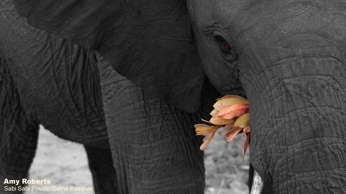 67Amy Roberts Elephant Monochrome 010720 Final 67Amy Roberts Elephant Monochrome 010720 Final