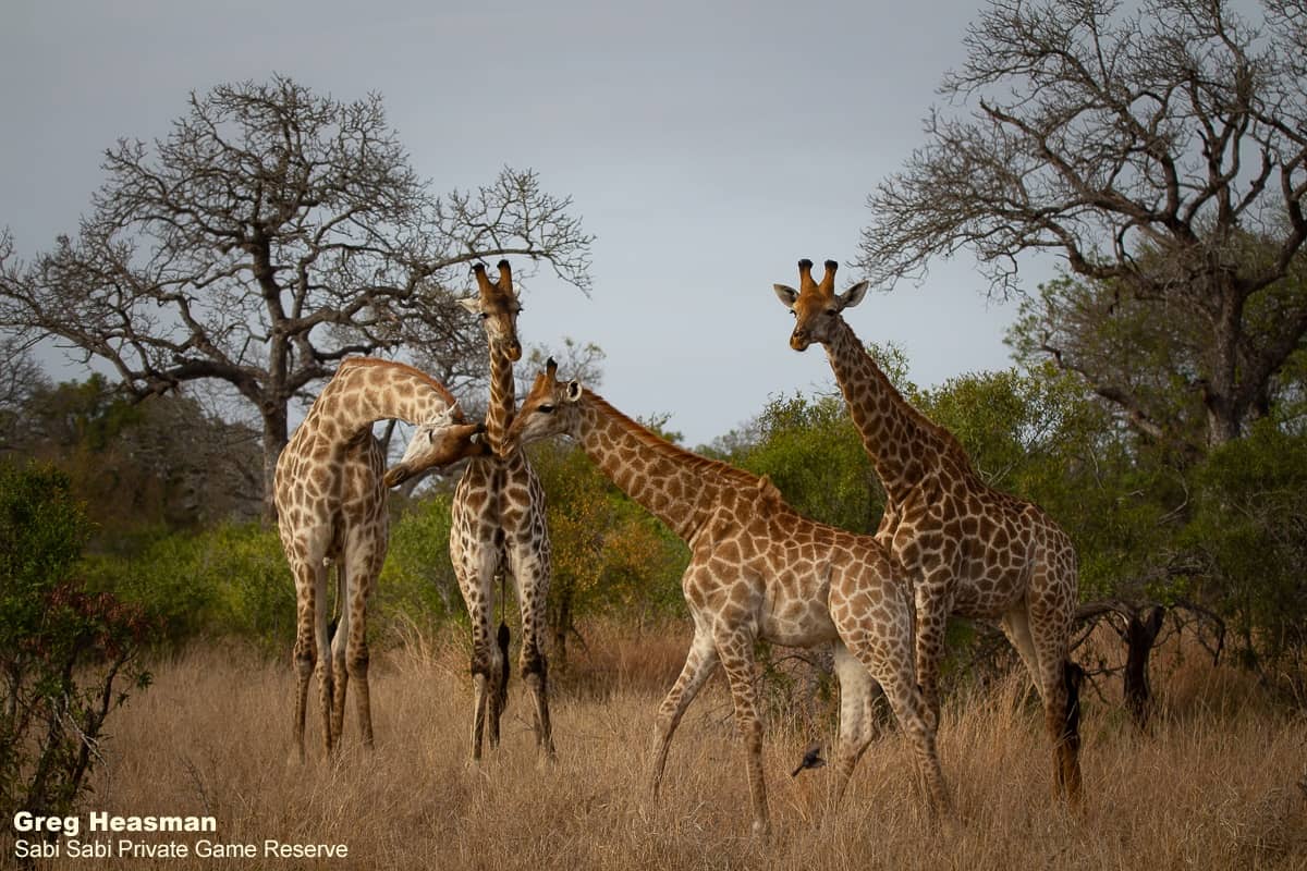 01Greg Heasman Giraffe 15082020 Final 01Greg Heasman Giraffe 15082020 Final