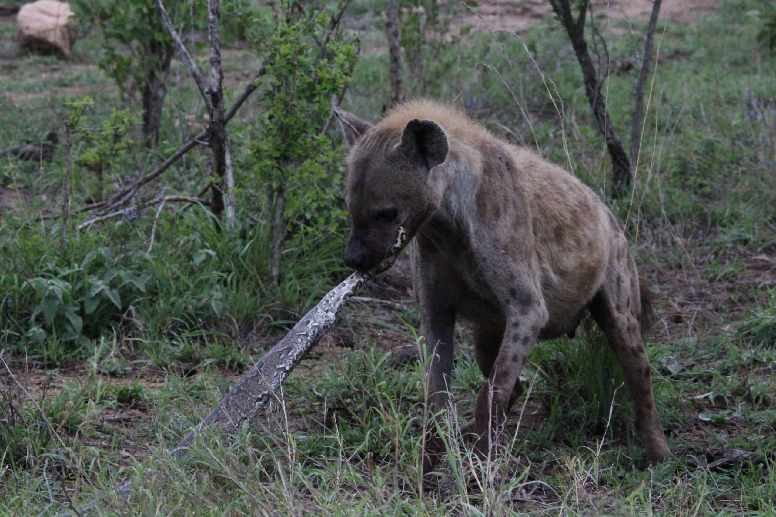 Hyena Predators:  A Brutal Battle For Survival In The Wild - 14d73hl