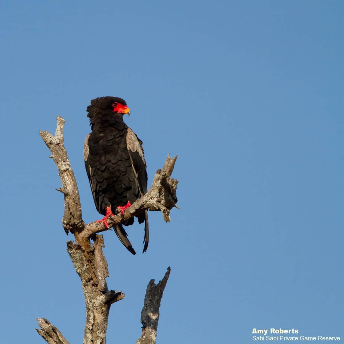02Amy Roberts Bateleur 150820 Edit Final