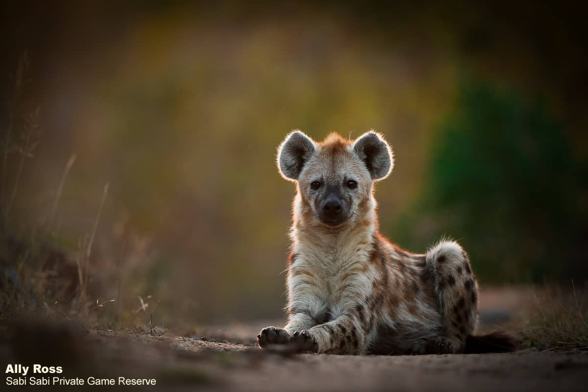 03Ally Ross 20200701 Hyena 01  Final