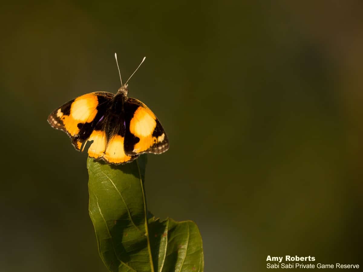 03Amy Roberts Butterfly Yellow Pansy 220320 Final 03Amy Roberts Butterfly Yellow Pansy 220320 Final