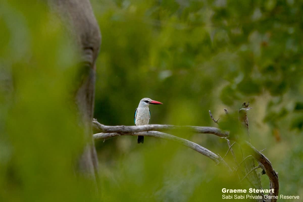 04Graeme Stewart Kingfisher 180320 1 Edit Final