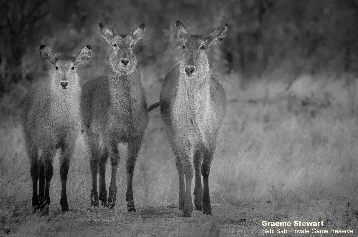 04Graeme Stewart Waterbuck 280720 Monochrome Final 04Graeme Stewart Waterbuck 280720 Monochrome Final