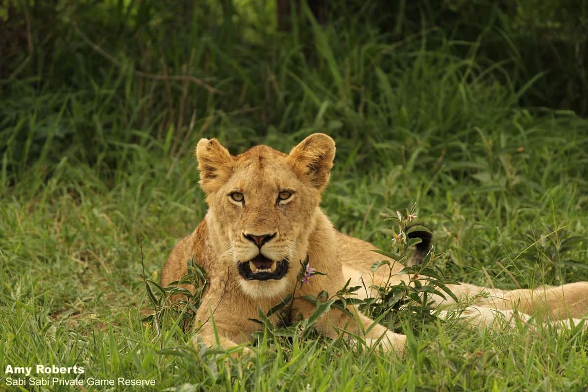 05Amy Roberts Lioness Mangene 070120 Final