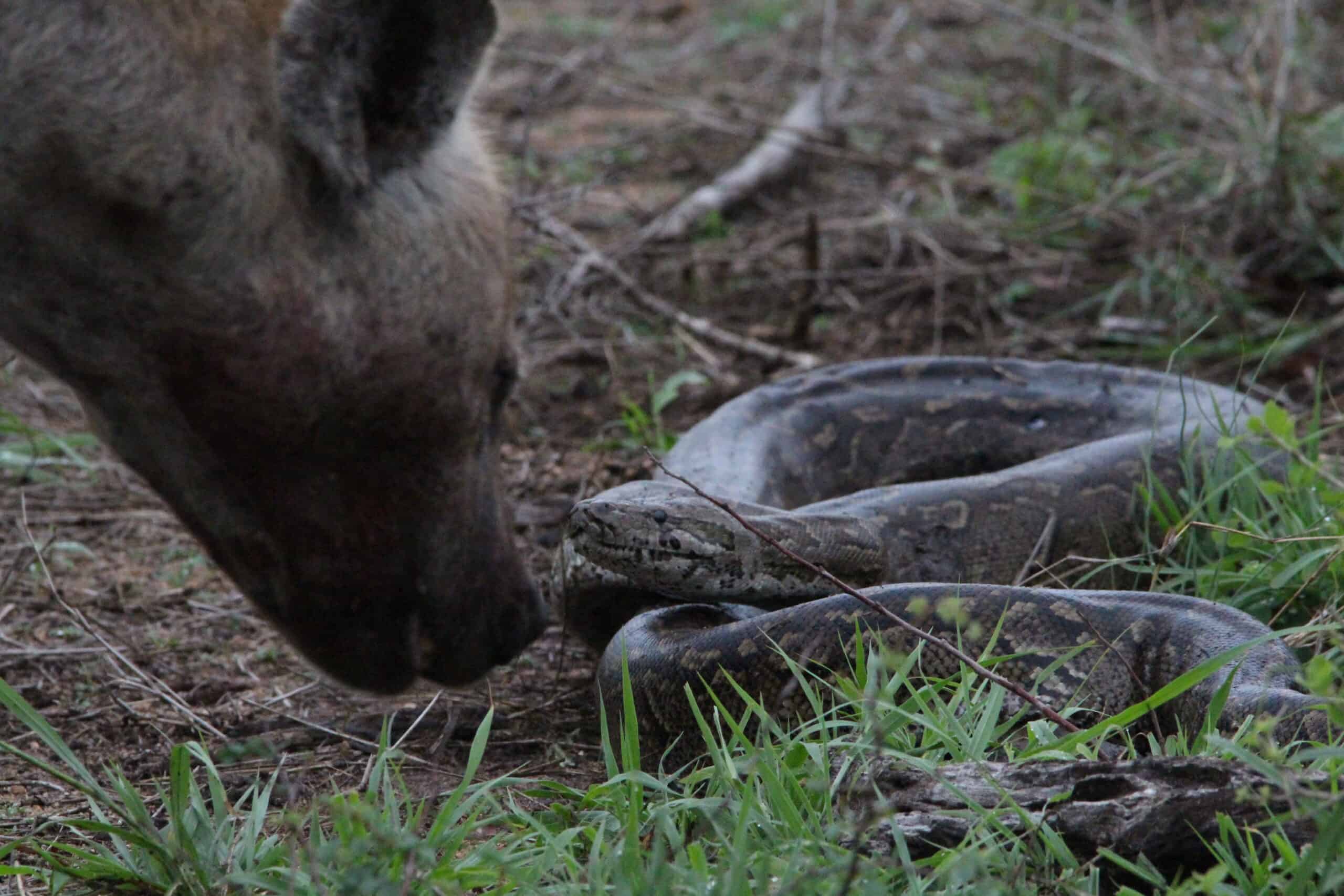 Hyena vs African Rock Python | Sabi Sabi