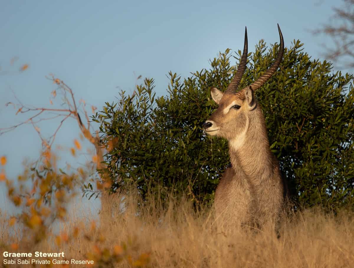 07Graeme Stewart Waterbuck 220720 Final
