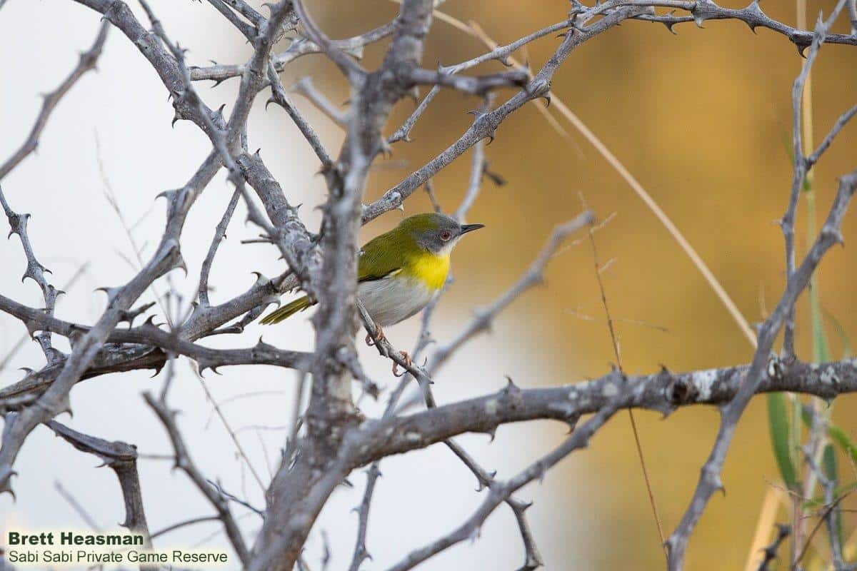 09Brett Heasman Yellow Breated Apalis 30072020 Final 09Brett Heasman Yellow Breated Apalis 30072020 Final