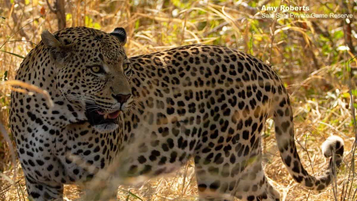 12Amy Roberts Leopard White Dam 1 150820 Edit Final