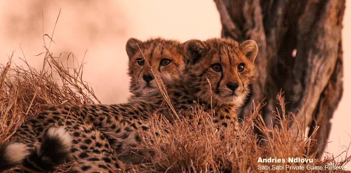 12andries Cheetah 140720 4 Final