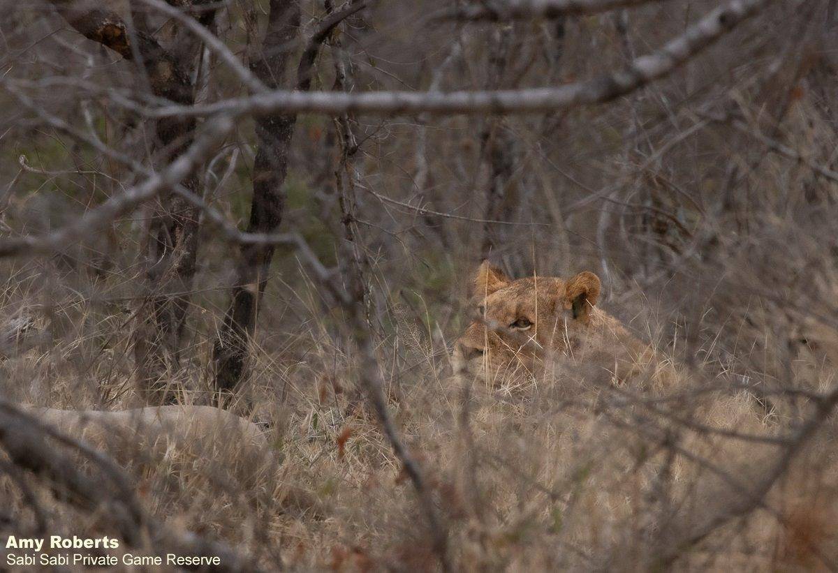 14Amy Roberts Kumbula 070820 Final