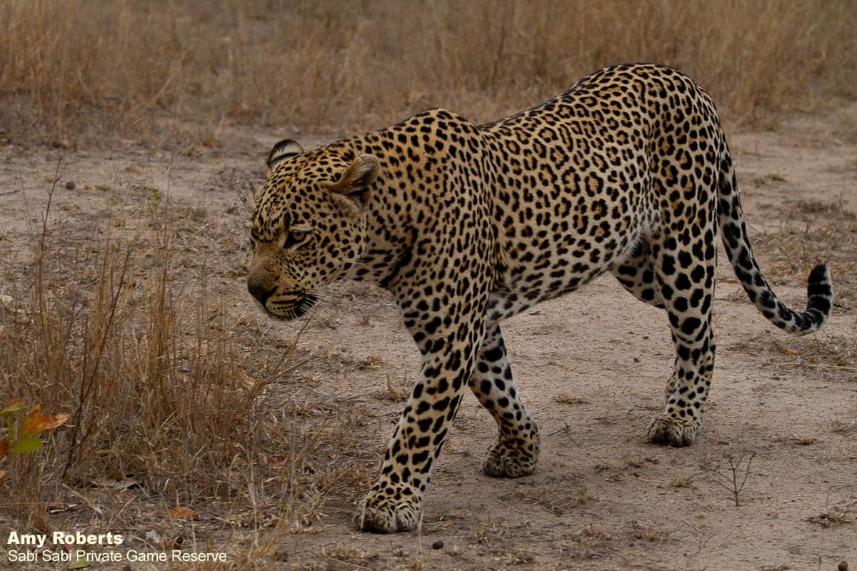 26Amy Roberts Leopard Hanyile 2 220820 Final 26Amy Roberts Leopard Hanyile 2 220820 Final