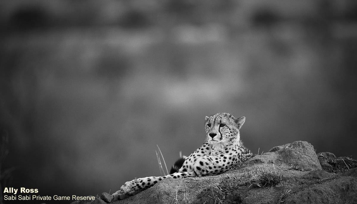 30Ally Ross 20200728 Cheetah Male 07 Monochrome Monday Final 30Ally Ross 20200728 Cheetah Male 07 Monochrome Monday Final