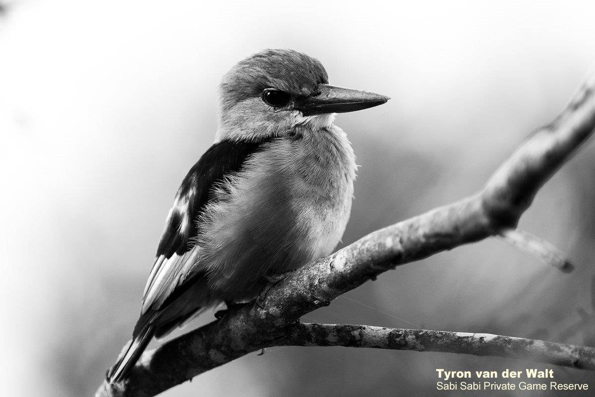 32Tyron Van Der Walt Grey Headed Kingfisher Monochrome Final 32Tyron Van Der Walt Grey Headed Kingfisher Monochrome Final