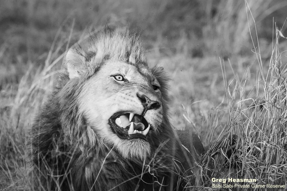 44Greg Heasman Nwa 16082020 Final