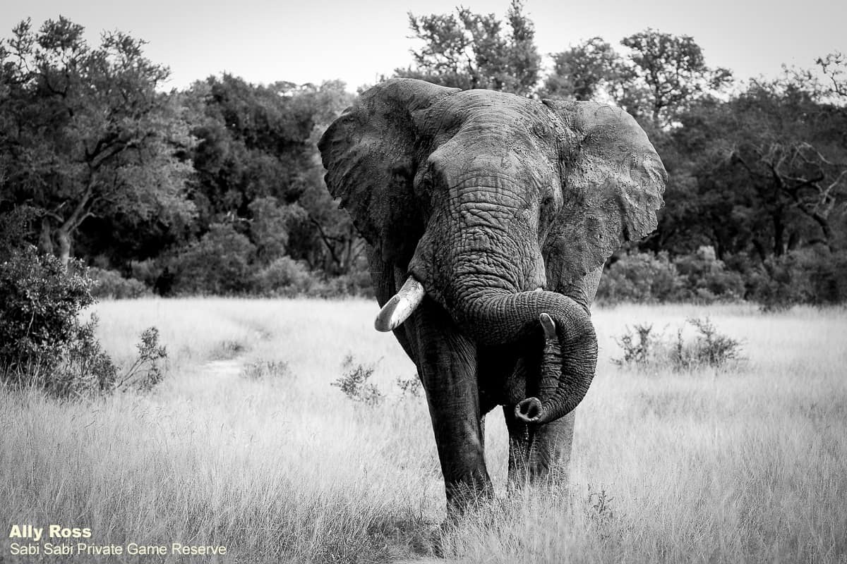 45Ally Ross 20200524 Elephant Bull 01 BW Final