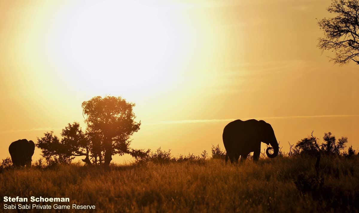 46Stefan Schoeman Elephants Final