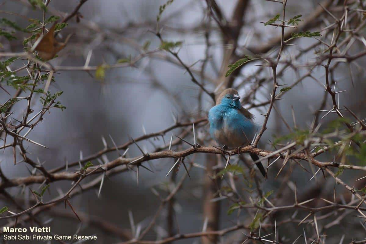 07Marco Vietti Blue Waxbill 230820 Final 07Marco Vietti Blue Waxbill 230820 Final
