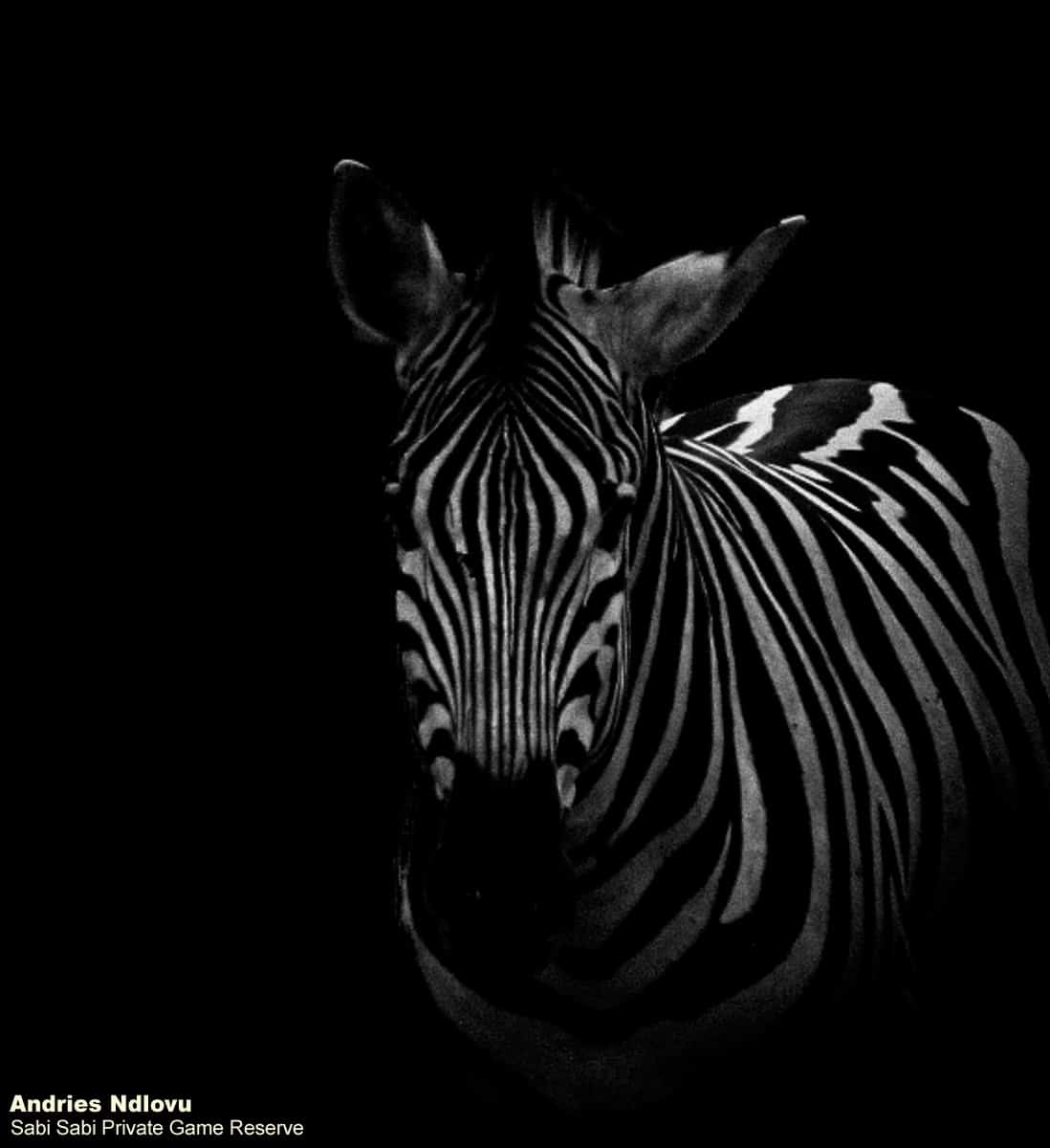 08andries Zebra.mono 160820 8 Final 08andries Zebra.mono 160820 8 Final