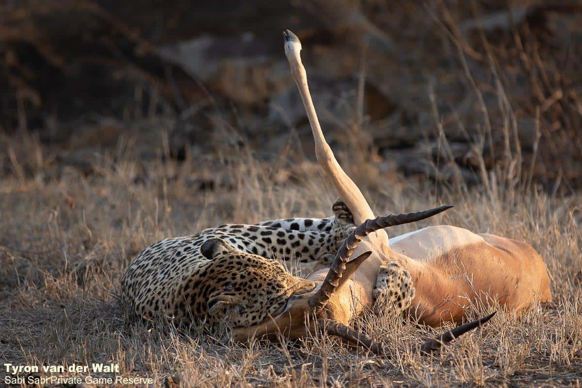 11Tyron Van Der Walt Xovo 200920 2 Final