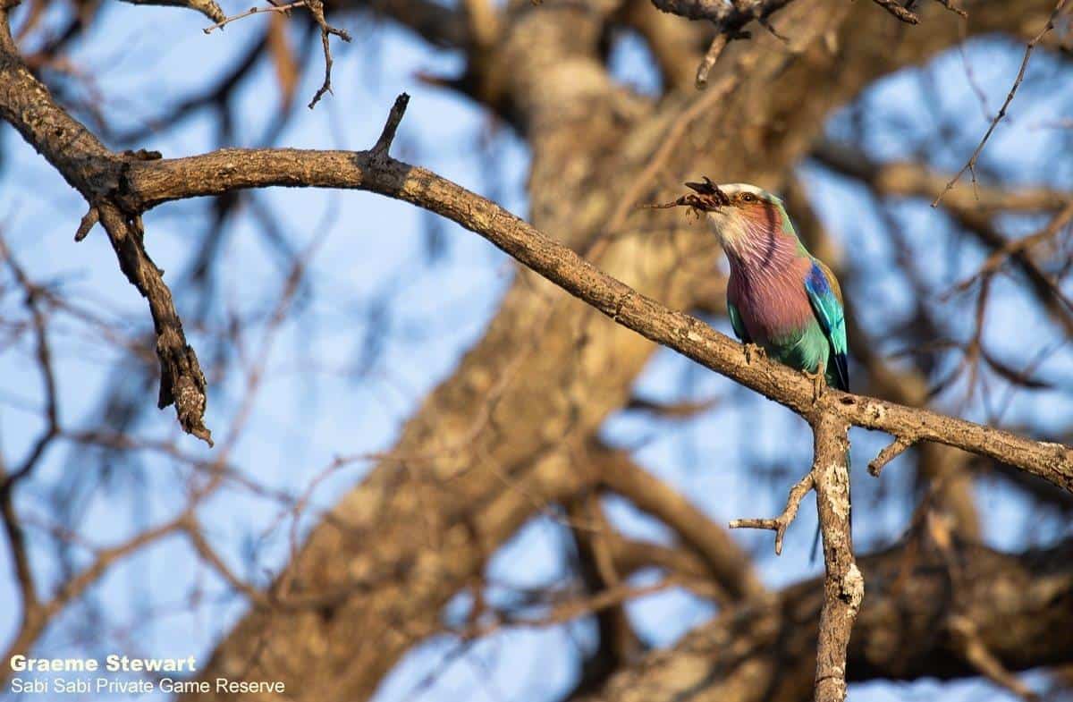 15Graeme Stewart Lilac Breasted Roller 250920 Final 15Graeme Stewart Lilac Breasted Roller 250920 Final