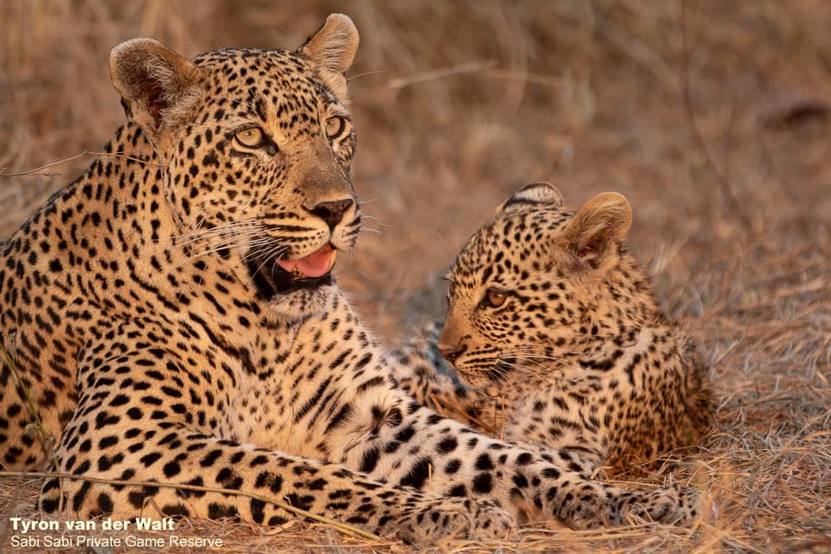 16Tyron Van Der Walt Scotia Aqnd Cub 21092019 1 Final