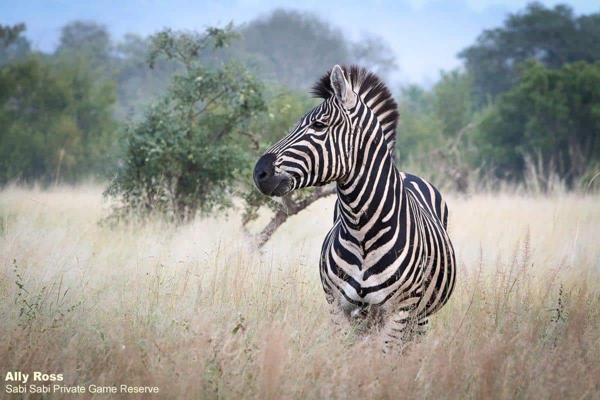 18Ally Ross 202004116 Zebra 01 Final 18Ally Ross 202004116 Zebra 01 Final
