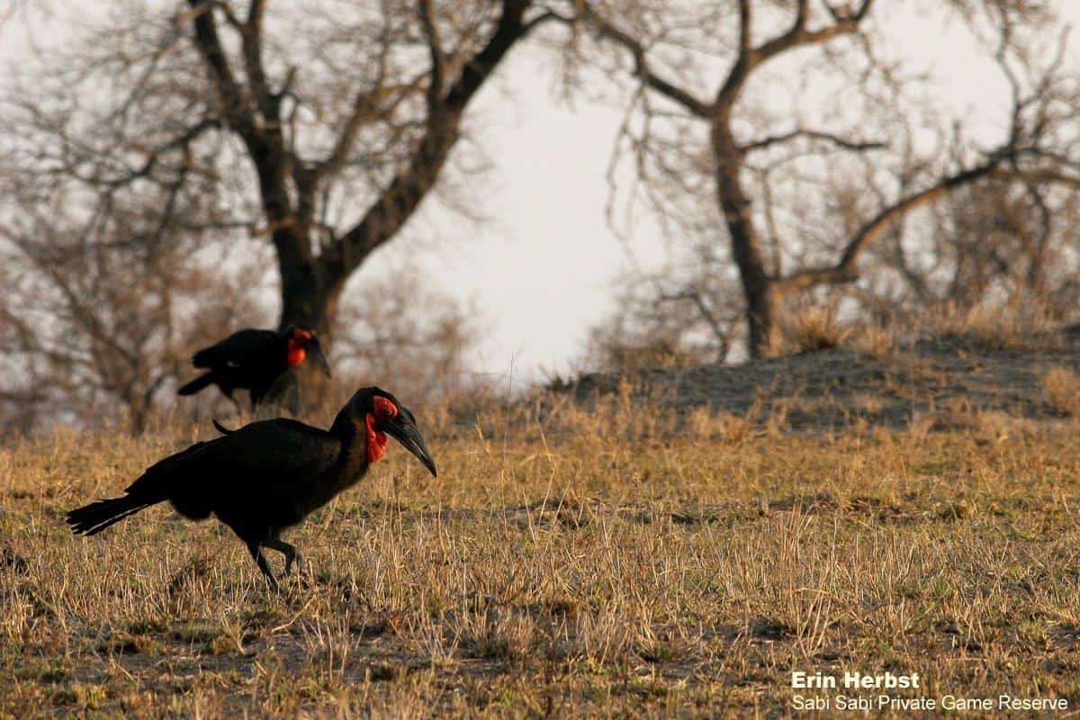 20Erin Herbst Southern Ground Hornbill 050920 Final 20Erin Herbst Southern Ground Hornbill 050920 Final