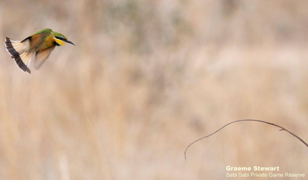 23Graeme Stewart Little Bee Eater 050920 Final 23Graeme Stewart Little Bee Eater 050920 Final