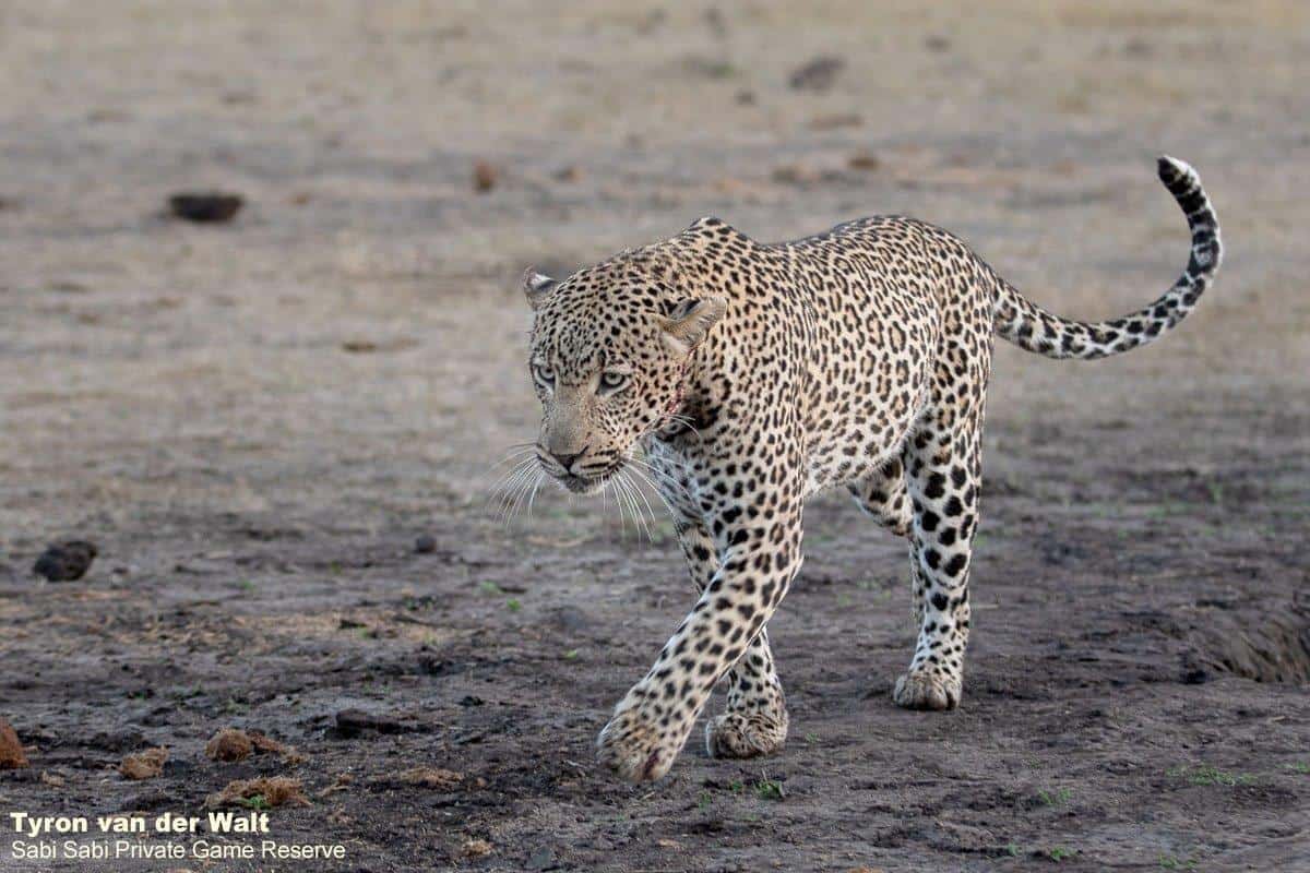 24Tyron Van Der Walt Hanyile 080920 2 Edit Final 24Tyron Van Der Walt Hanyile 080920 2 Edit Final