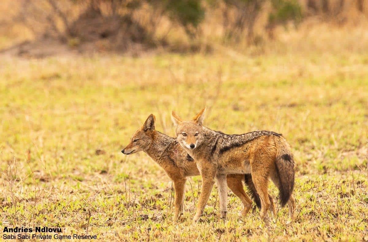 24andries Black Backed Jackals 06.09.20 7 1 Final 24andries Black Backed Jackals 06.09.20 7 1 Final